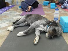 Dog yoga savasana